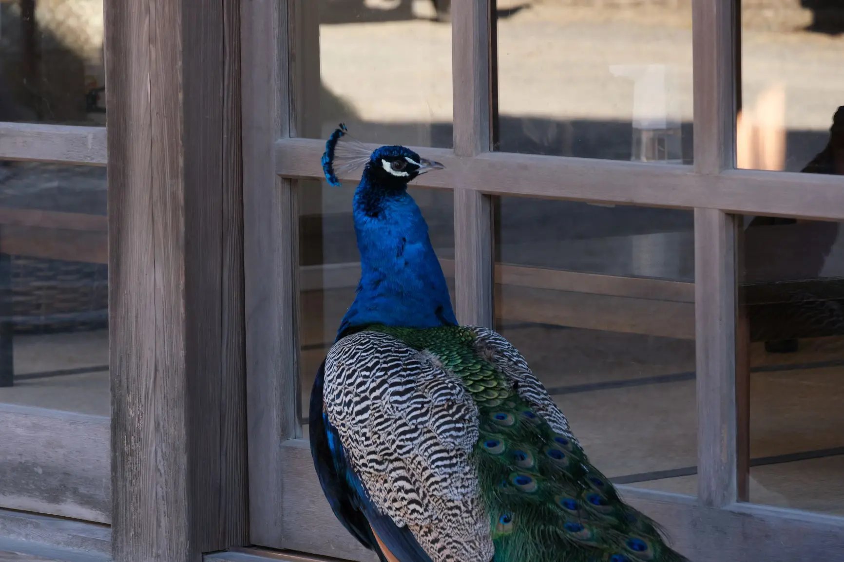 ⛩️ 아마비키 관음(아마비키산 라쿠호지) 이미지 4
